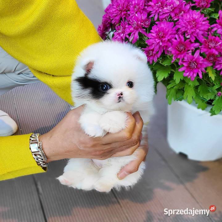 Zdrowe Pomeranian szczenieta Wrocław