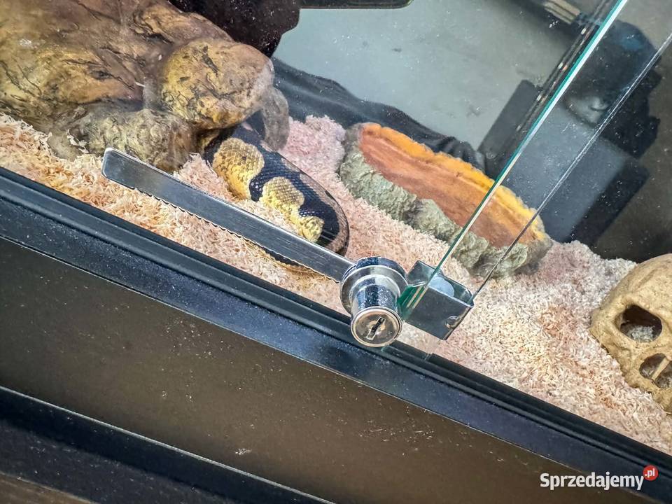Pyton królewski z dokumentami terrarium z wielkopolskie Miłosław