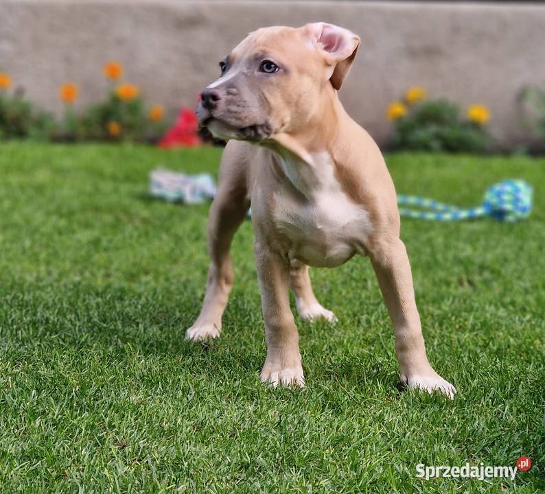 Americam Staffordshire Terrier Amstaff Blue ZKWP Bydgoszcz