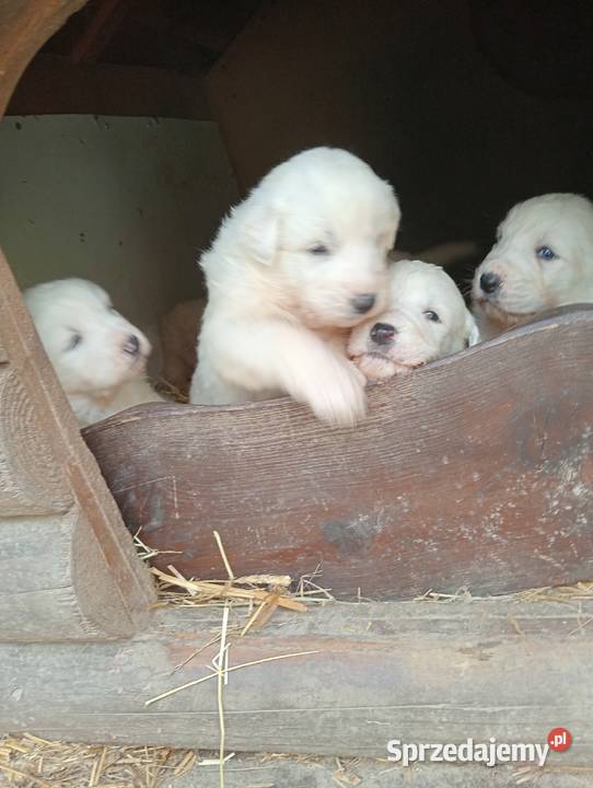 Szczenięta owczarka podhalanskiego Łączna