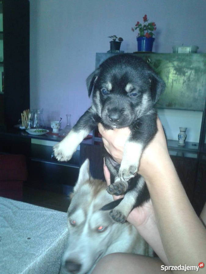 Mam o sprzedania husky mieszaniec Cieszyn sprzedam