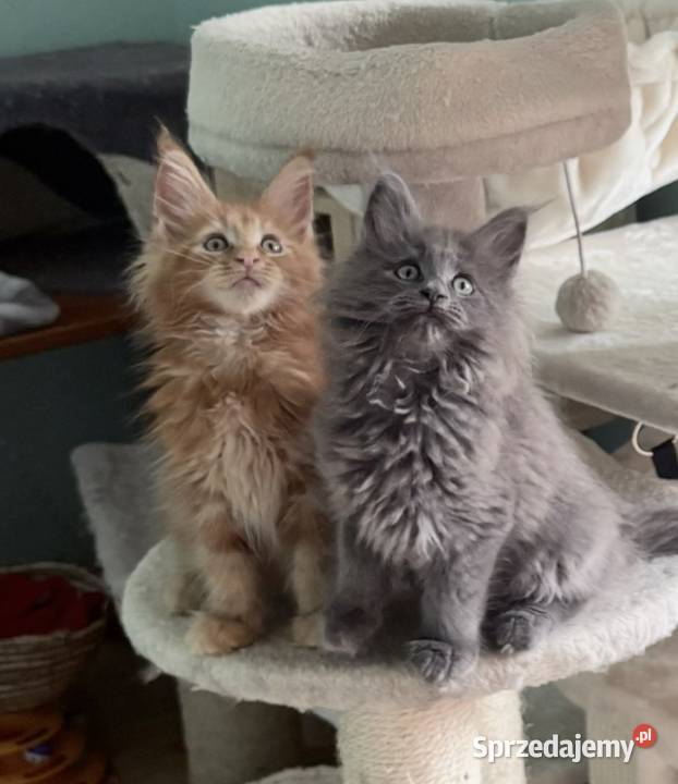 Maine Coon Śliczne kocięta Wińsko sprzedam