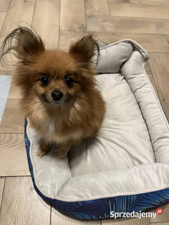 szpic miniaturowy suczka Szpic miniaturowy świętokrzyskie Skalbmierz