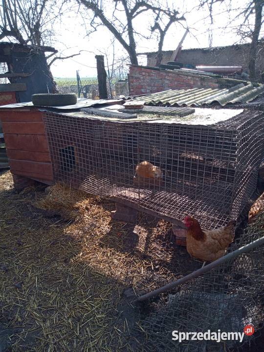 Sprzedam klatki Brennik
