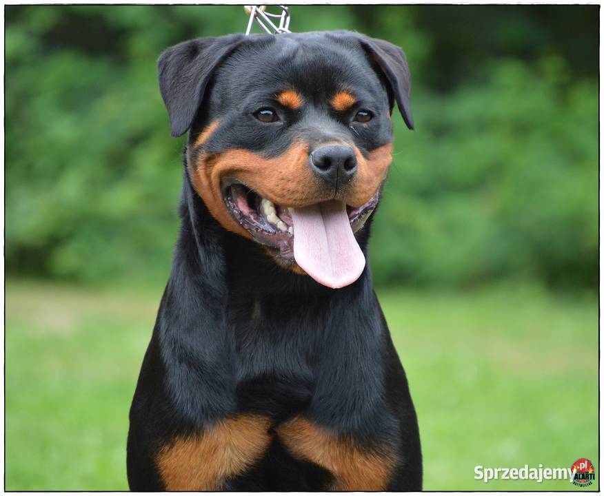 Rottweiler samiec ZKwPFCI