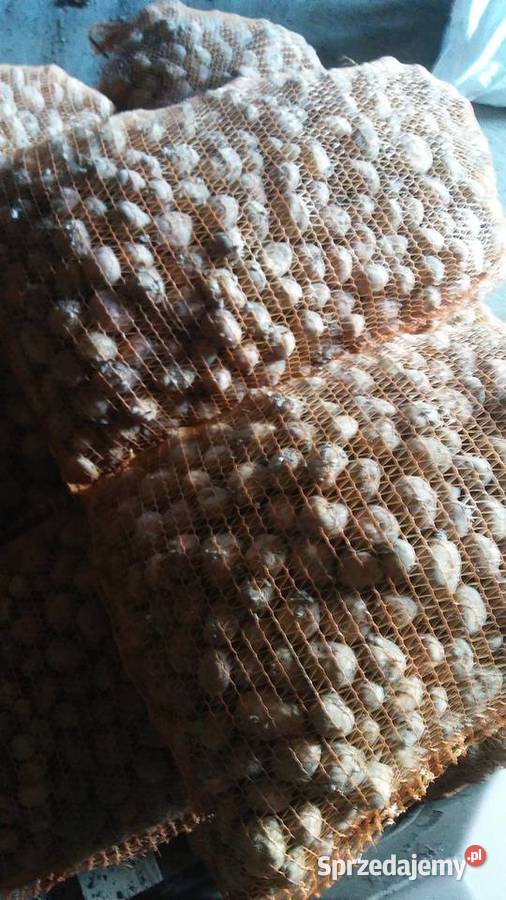 Ziemniaki paszowe Radymno