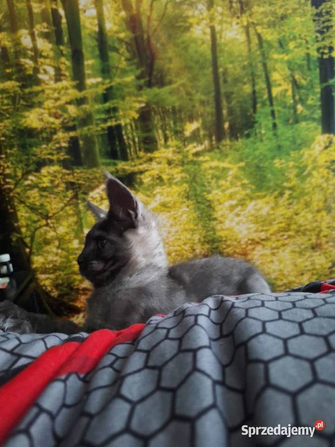 Czarny srebrny Maine coon Maine Coon Żurawia sprzedam