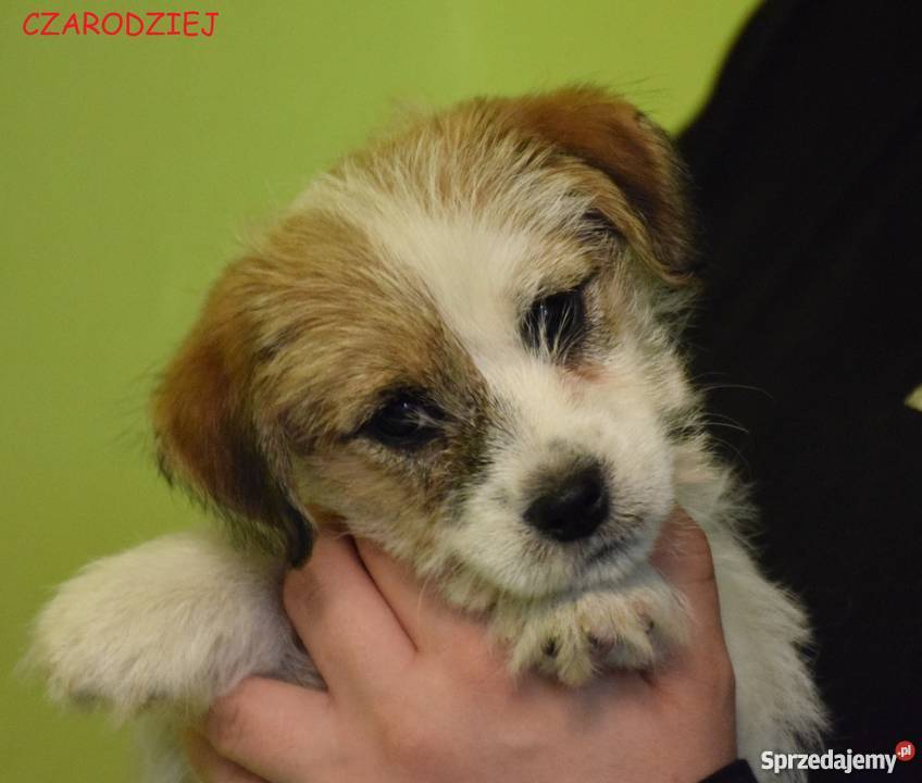 Jack Russell Terrier szczenięta z rodowodem ZKwP Warszawa