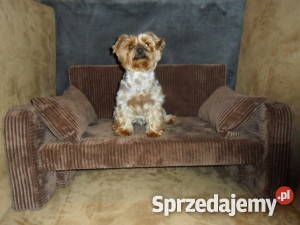 EKSKLUZYWNA KANAPA psa kota 3 rozmiry Gdańsk sprzedam