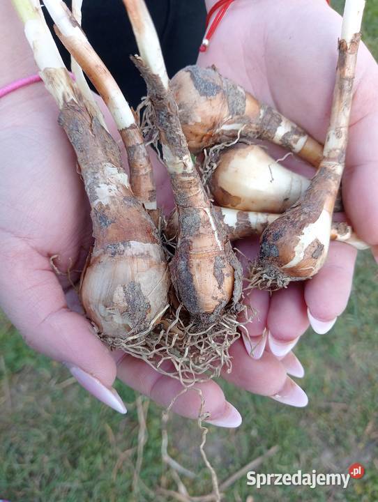 Cebulki narcyza starej odmiany Pozostałe Radom