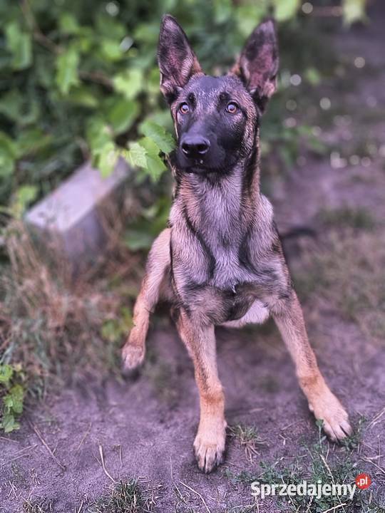 Riko owczarek belgijski malinois Lublin