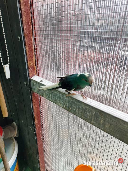 Modrolotki sprzedam Mała Wieś Dolna