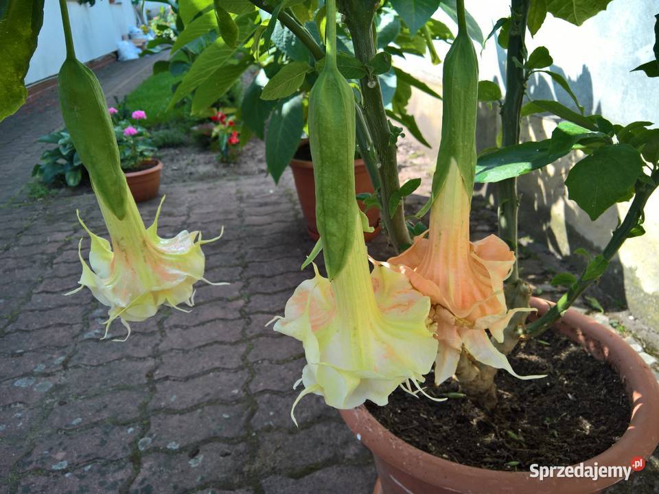 Datura Burgmansja Angels Flight potrójny kwi Złotów sprzedam