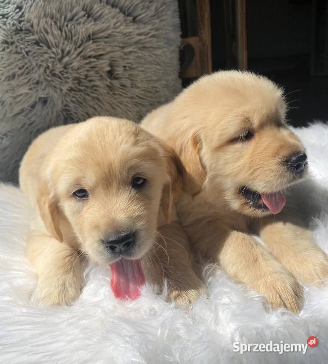 Golden Retriever szczenięta Tczew sprzedam
