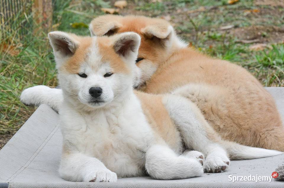 Akita inuaqkita japońska czerwone szczenięta Wołów