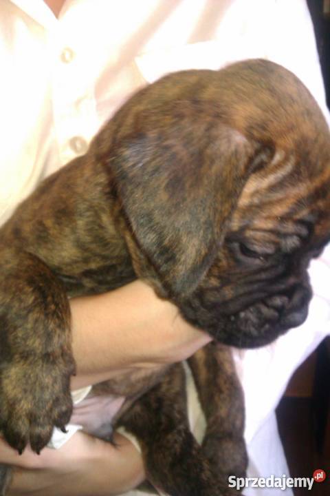 szczeniaki bokser wielkopolskie Ostrów Wielkopolski