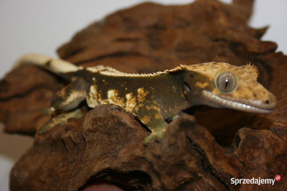 Gekon orzęsiony samica Sosnowiec
