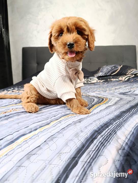 Cavapoo Suczka