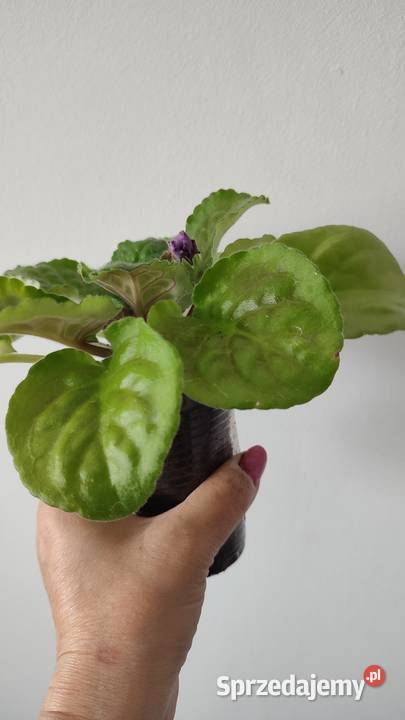 Sprzedam sadzonkę fiołka odmiany NK Vakula Białystok