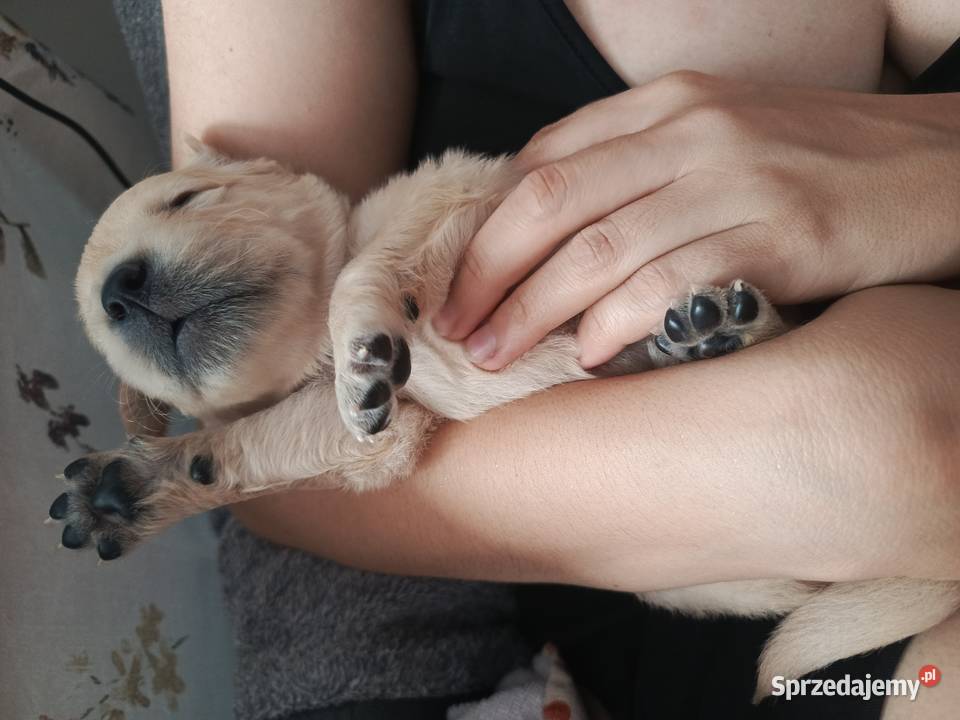 Szczenięta Golden retriever sprzedam