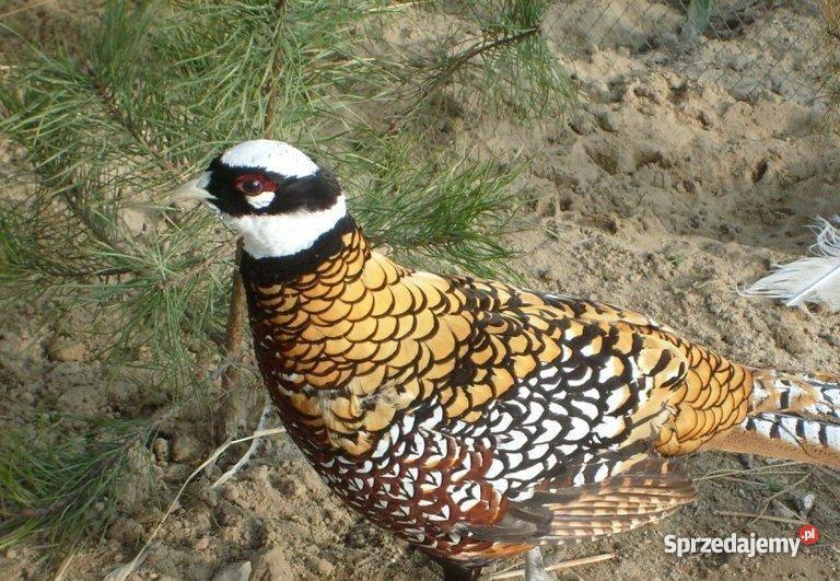 BAŻANT BAŻANTY KRÓLEWSKIE Łuków sprzedam