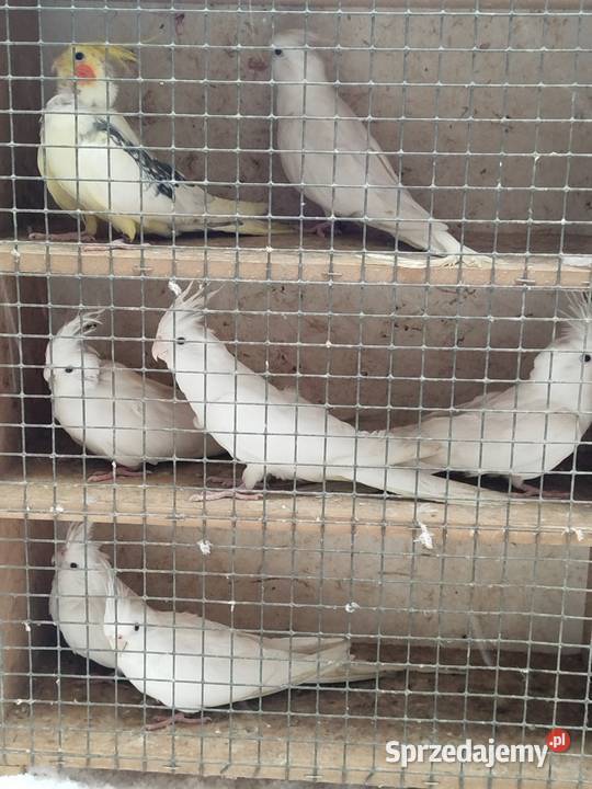 Nimfy faliste sprzedamzamienię wielkopolskie Bukowiec