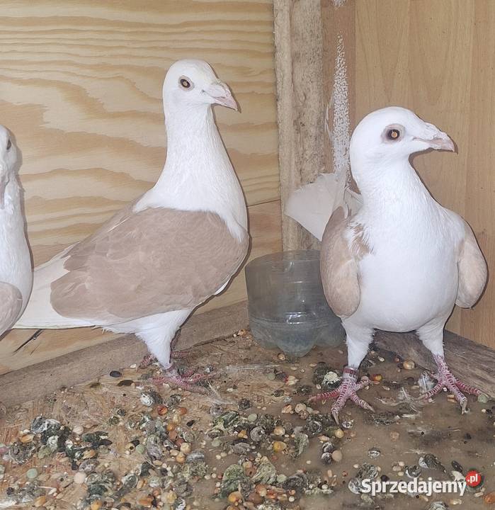 Śląskie tarczowe Skomorochy Małe