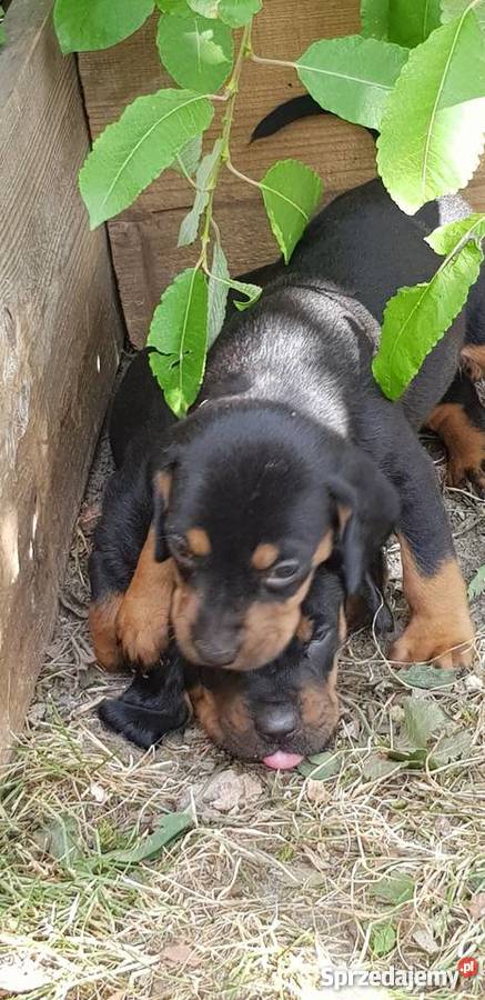 szczenięta gończy polski Ujście sprzedam