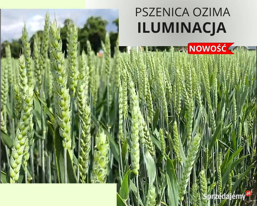 Pszenica ozima Iluminacja jakościowa AB Produkcja roślinna