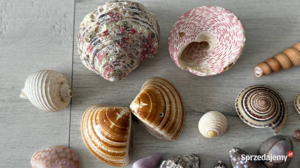 Muszle muszelki muszla naturalne SESZELE Pozostałe Łódź