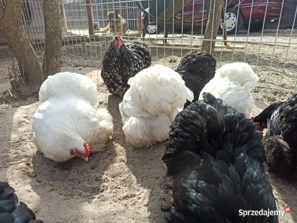 Jaja lęgowe kochin karzełek Krupe