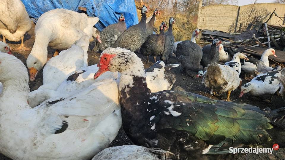 Gęsi białe Swojskie Boguchwałowice