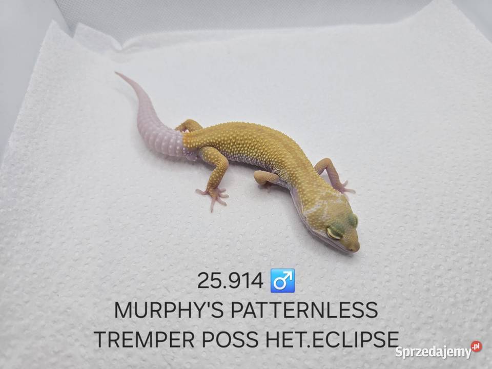 Gekony lamparcie