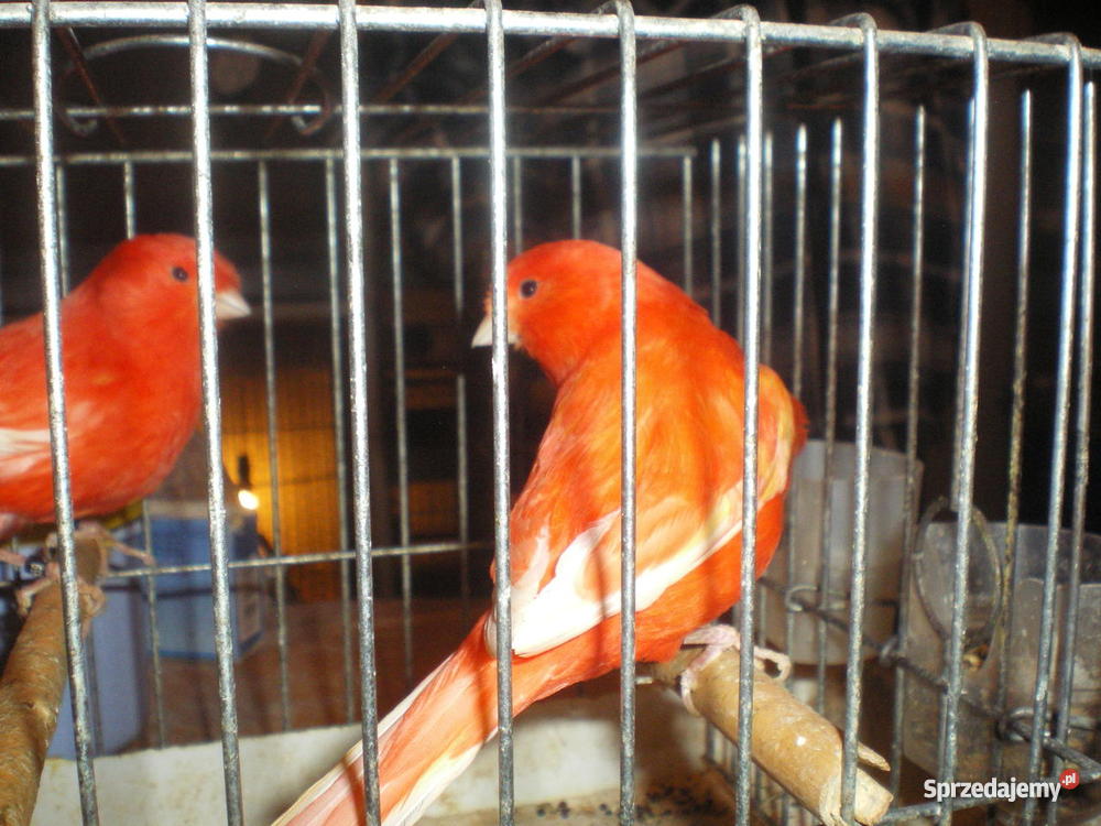 Kanarki sprzedam
