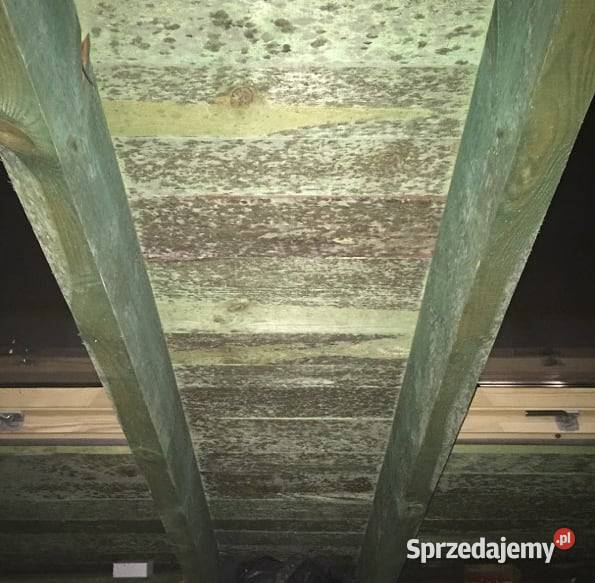 Usuwanie pleśni i grzybów Gwarancja 24 mc wielkopolskie Poznań