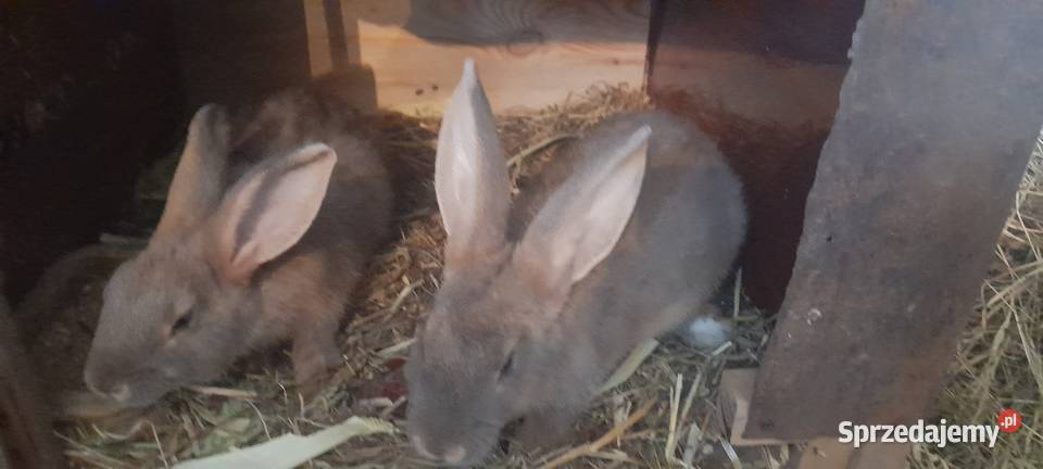 Kroliki mieszance mięsne Topola sprzedam