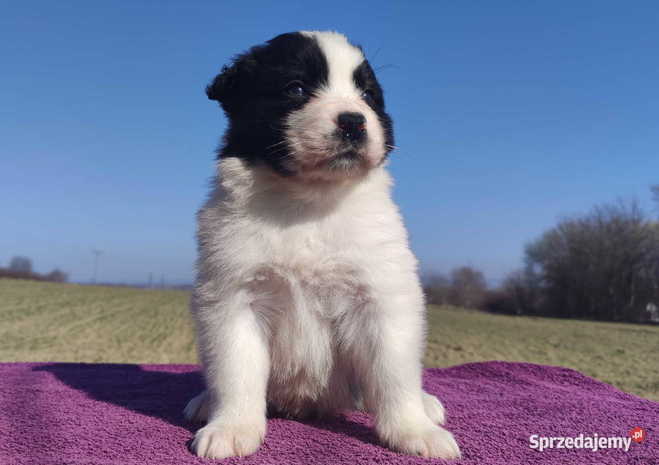 Rasowy Pies Border Collie TONY z pełną dok z podkarpackie Iwonicz sprzedam