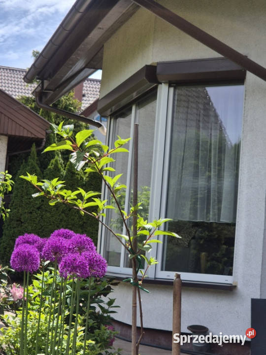 Sprzedam dom z ogrodem 2 piętra Rumia