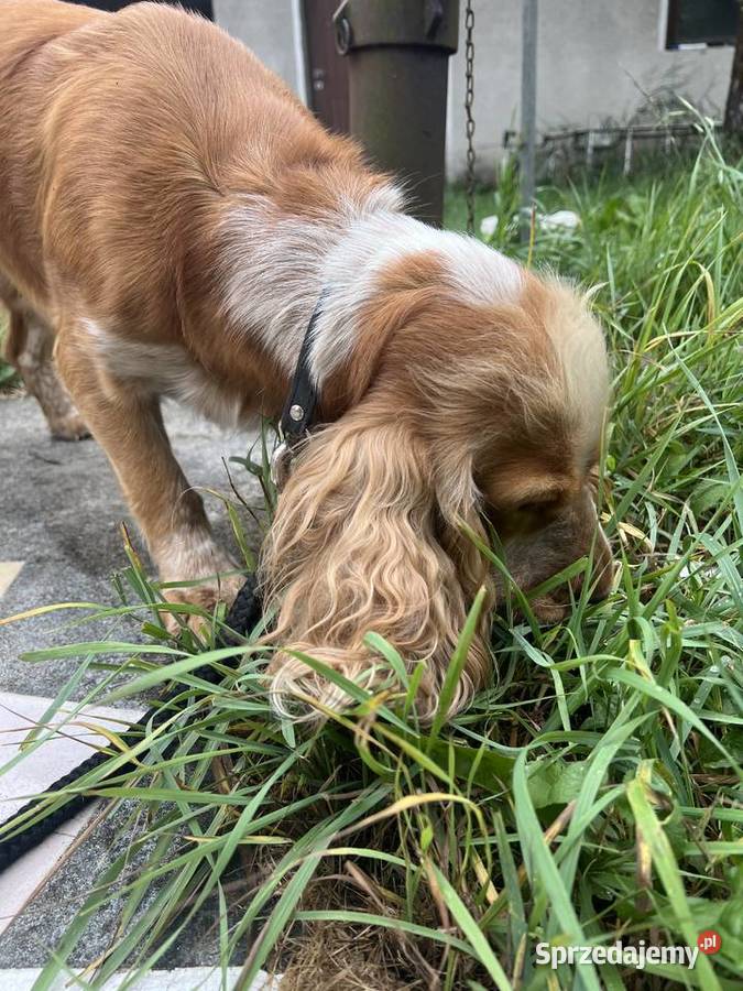 Sunia Cockier spaniel angielski kujawsko-pomorskie Koronowo