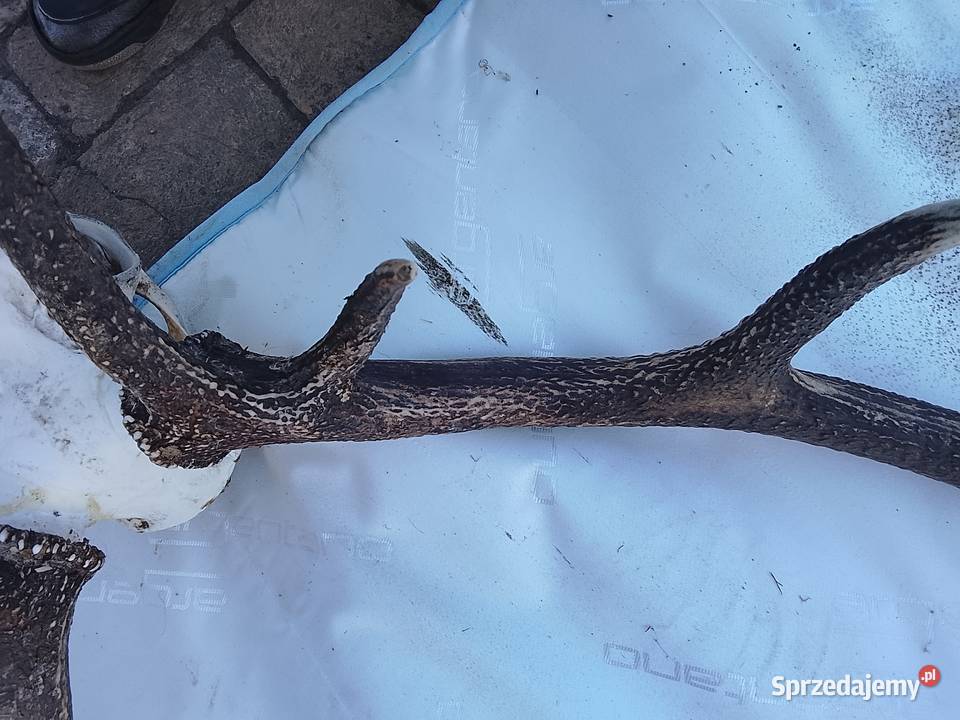 Wieniec jelenia 14stak Żary