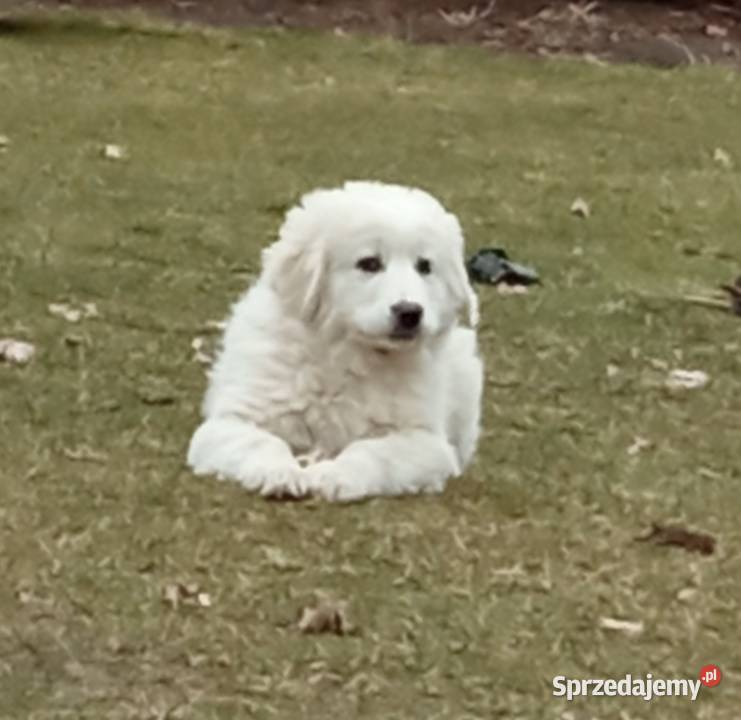 Owczarek podhalański Lipsko sprzedam