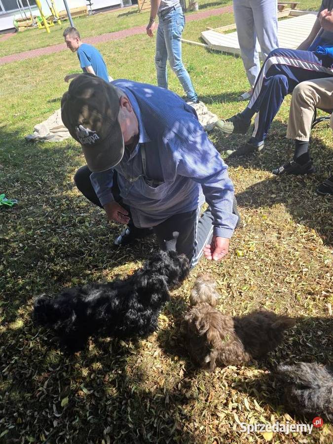 Rosyjska Bolonka Kolorowa ZKwP Gorzów Wielkopolski sprzedam