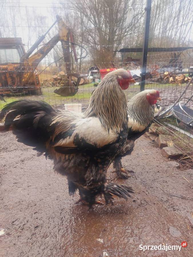 Kogut brachma olbrzymia Drób i ptactwo Trzebiatów sprzedam