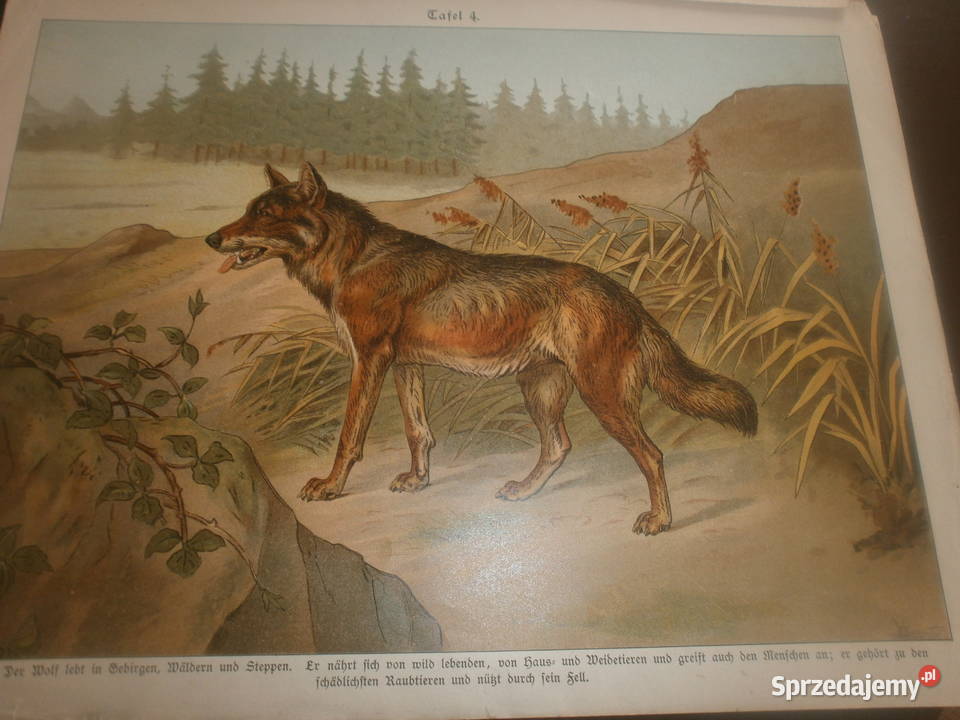 ALBKULL UNIKATOWE PLAKATY SZKOLNE