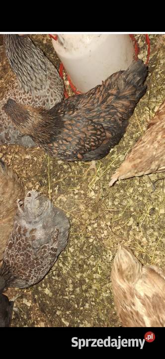 Wyandotte złotołuskowe