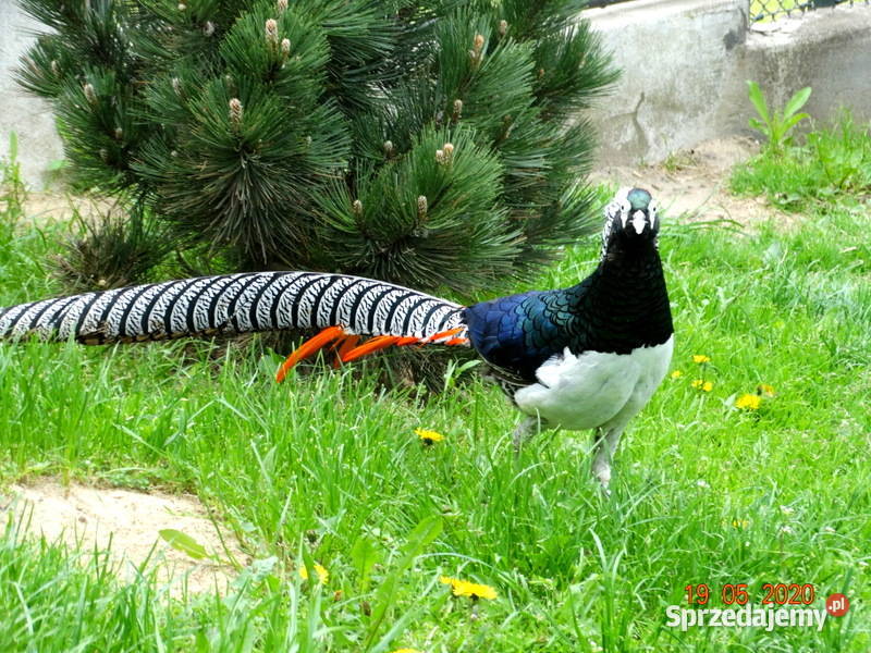 Sprzedam Bażant Bażanty Diamentowe z 2021r Samce Gostyń sprzedam