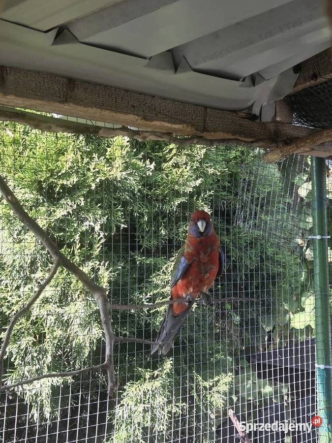 Papuga Rosella Królewska małopolskie Wola Batorska