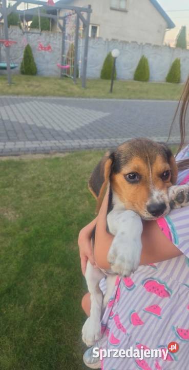 Beagle Tricolor Szczeniaki Ciechanów