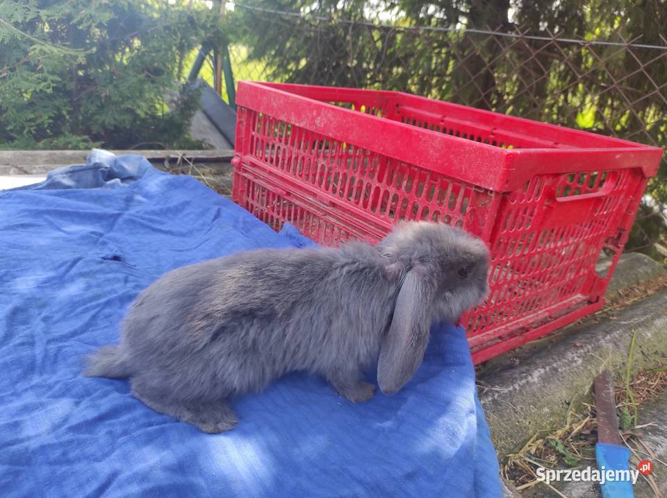 Króliki barany Francuskie Niebieskie Kozubszczyzna sprzedam