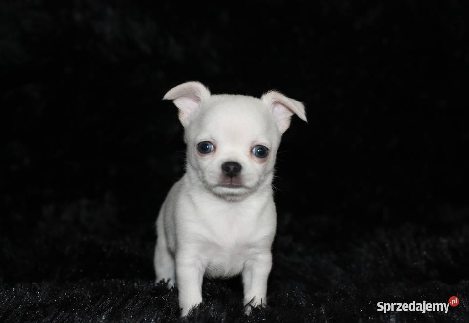 Chihuahua chłopiec ZKwP FCI prawdziwy rodowód